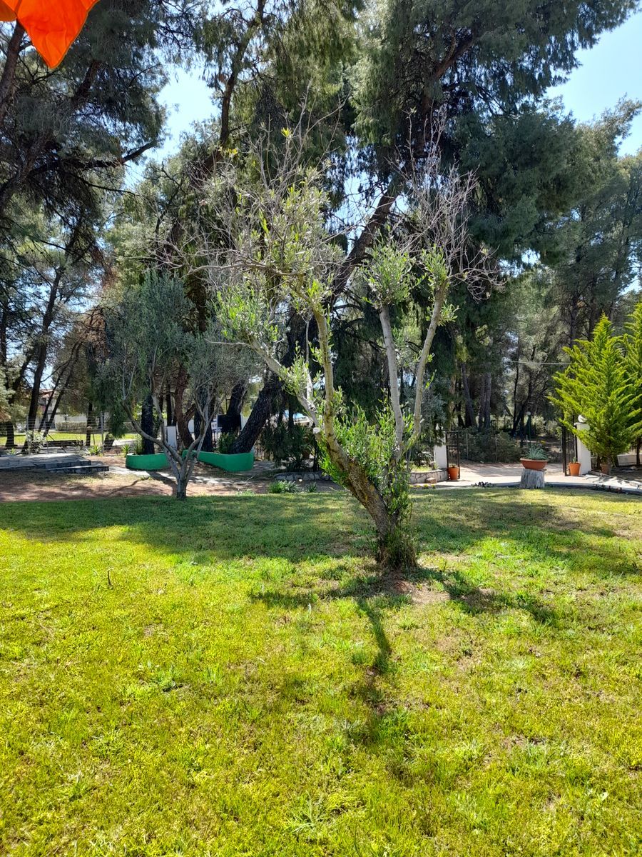 Отель на Ситонии, Греция, 150м2 - стоимость 500&nbsp;000€ - Ref: 68359 фото 7