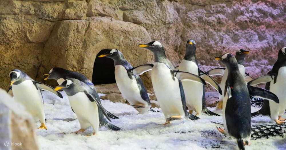 Бидеты в Дубайский аквариум и подводный зоопарк в Дубае - 150Dh - Ref: 4904 фото 11