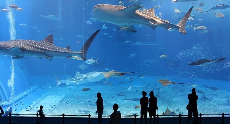 Бидеты в Дубайский аквариум и подводный зоопарк в Дубае - 150Dh - Ref: 4904 фото 2