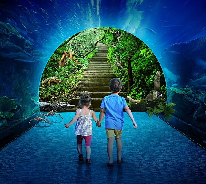 Бидеты в Дубайский аквариум и подводный зоопарк в Дубае - 150Dh - Ref: 4904 фото 4