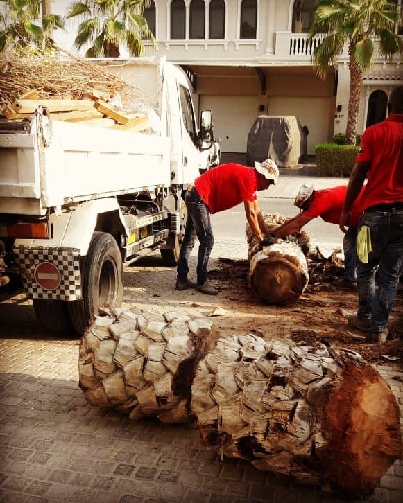 Спил пальм в Дубае - Ref: 4935 фото 1