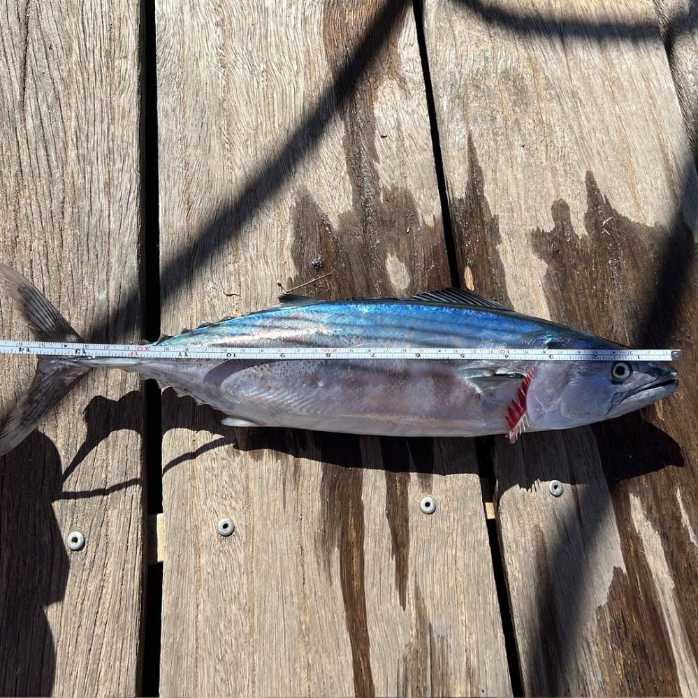 Морская рыбалка в Аликанте - 50€ - Ref: 6054 фото 2