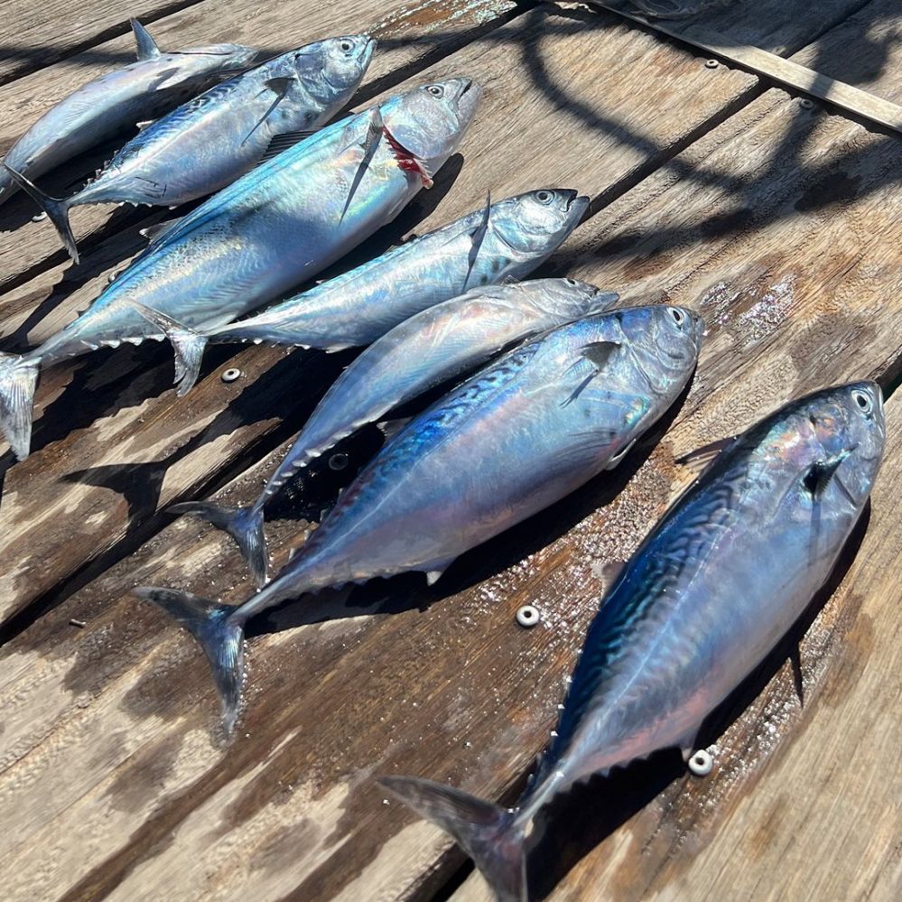 Морская рыбалка в Аликанте - 50€ - Ref: 6054 фото 1