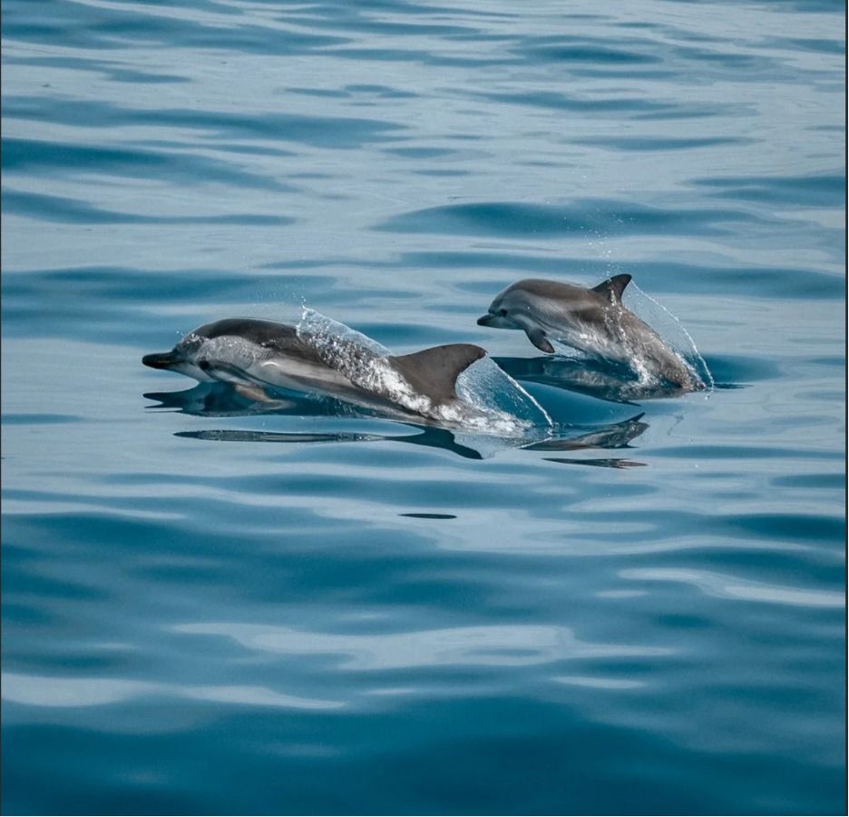 Маршрут на яхте из Барселоны на Майорке - Ref: 6062 фото 9