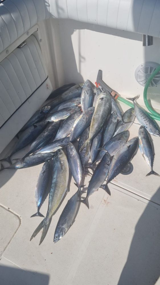 Профессиональная рыбалка на большую рыбу в Барселоне - Ref: 6305 фото 13