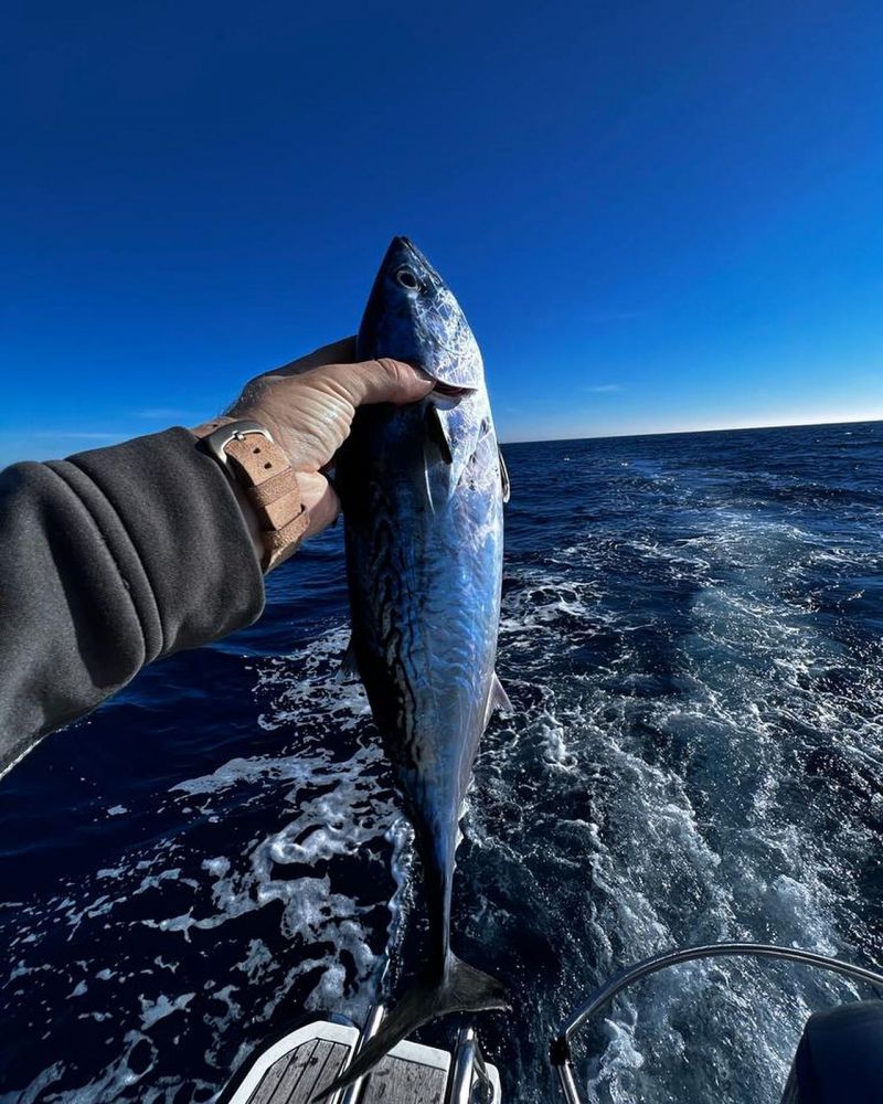 Морская рыбалка на закате в Аликанте - Ref: 6807 фото 1