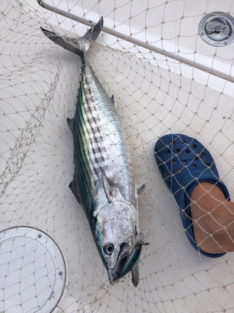 Морская рыбалка ловля на тунца в Барселоне - Ref: 6813 фото 4