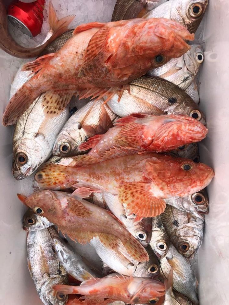 Морская рыбалка ловля на тунца в Барселоне - Ref: 6813 фото 5