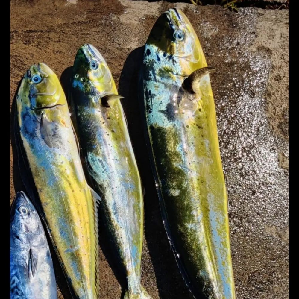 Отдых и рыбалка в Барселоне - Ref: 6920 фото 2