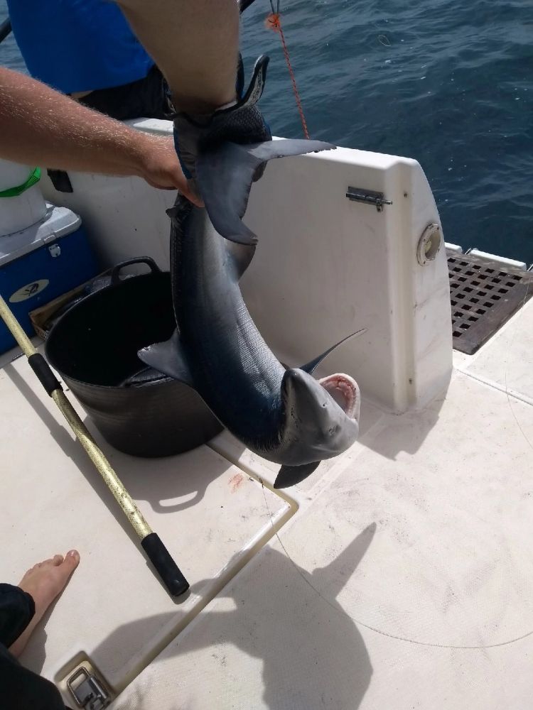 Отдых и рыбалка в Барселоне - Ref: 6920 фото 5