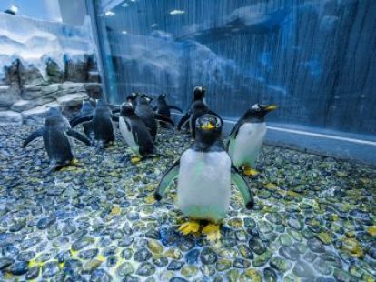 Tickets for Dubai Aquarium and Underwater Zoo (ID:4904)