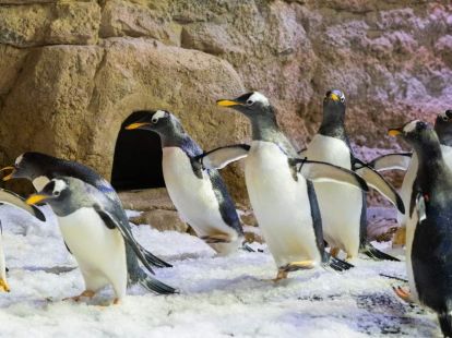 Бидеты в Дубайский аквариум и подводный зоопарк в Дубае - 150Dh - Ref: 4904 фото 11