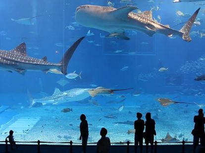 Бидеты в Дубайский аквариум и подводный зоопарк в Дубае - 150Dh - Ref: 4904 фото 2