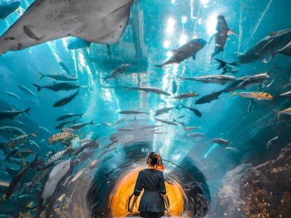 Бидеты в Дубайский аквариум и подводный зоопарк в Дубае - 150Dh - Ref: 4904 фото 3