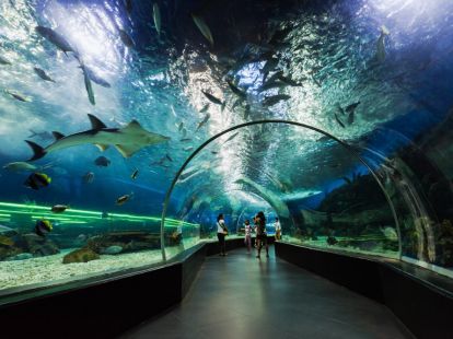 Бидеты в Дубайский аквариум и подводный зоопарк в Дубае - 150Dh - Ref: 4904 фото 7