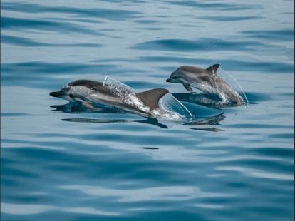 Маршрут на яхте из Барселоны на Майорке - Ref: 6062 фото 9