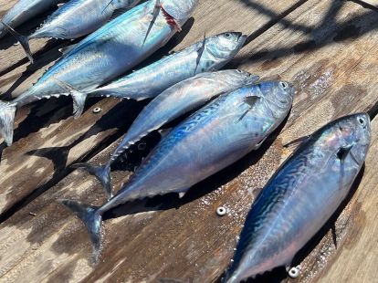 Рыбалка с лодки в Аликанте - 100€ - Ref: 6174 фото 2