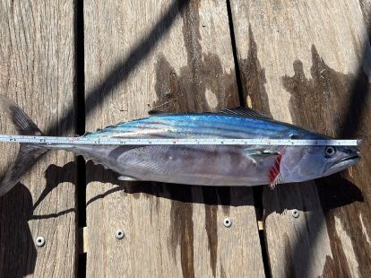 Fishing from a boat (ID:6174)