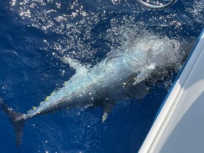 Рыбалка на акул в Барселоне - Ref: 6304 фото 2