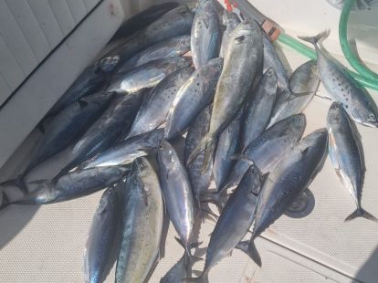 Профессиональная рыбалка на большую рыбу в Барселоне - Ref: 6305 фото 13