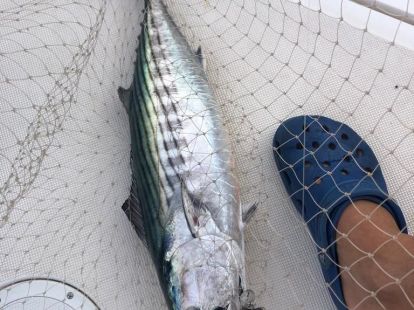 Морская рыбалка ловля на тунца в Барселоне - Ref: 6813 фото 4