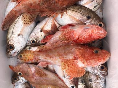 Морская рыбалка ловля на тунца в Барселоне - Ref: 6813 фото 5