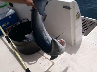 Отдых и рыбалка в Барселоне - Ref: 6920 фото 5